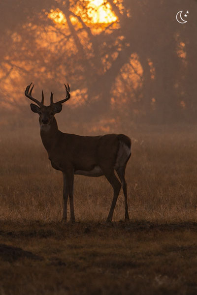 Jagd in der Dämmerung mit HIKMICRO ALPEX PRO digitalem Tag- und Nachtsicht-Zielfernrohr