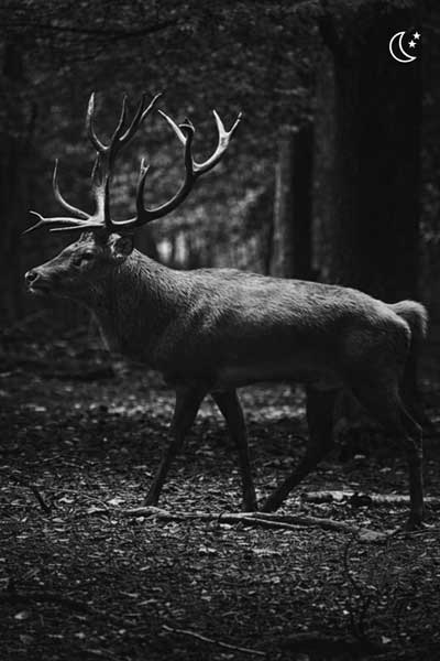 Nachtjagd auf Hirsch im Wald mit HIKMICRO ALPEX PRO Nachtsicht-Zielfernrohr