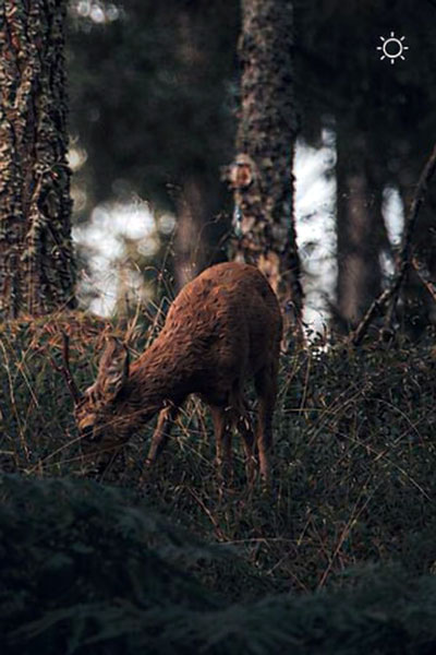 Jagd bei Tageslicht mit HIKMICRO ALPEX PRO digitalem Tag- und Nachtsicht-Zielfernrohr